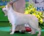 JCH UA,RU,Ml MULTY CH PolandWinner 2012 12 CACIB Disadonna Fera Lady