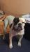 Kasters Tug of Chappell's