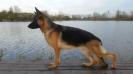 (UKC CH Ptd) Sevillas Malibu Horizon von Schwartz