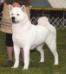 AKC CH Koti's White Diamonds