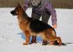 JCh NKP, Gr Ch UA, Gr Ch Md, Top Dog 2019, 10xBOB Zirra ALVI STRAIG