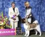 AKC CH Zhozefina Of Tamonten To Alchemist Akitas