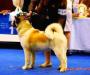 AKC CH Akiko's Play It S'More