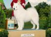 GCH CH Arctic Fox Silver Bullet