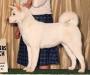 AKC CH Magic Lady Jackalyn