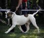 JCH RUS, CH RUS BULL-BATING DOG TSEZAR