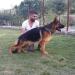 Rooney del Rıone Antıco