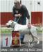 CH RUS, RKF, GRCH RUS BULL-BATING DOG HAIDZHEL WHITE ERROW