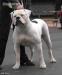 JCH RUS,CH RUS, RKF, BG, EURAZIA BULL-BATING DOG LEROI