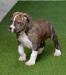 Ector Di Lion GK Amstaff