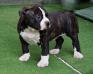 Evita Di LION GK Amstaff