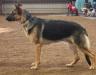 UCH, ICKC Jr-CH, URO1 Thunderpaws Miss Deja Vu