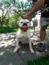 PANDORA BR MOUNTAIN BULLDOG