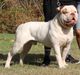 Ch Vergara Bulls Mighty Diezel of Chiaradia's