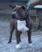 Blue Amstaff Big Bang