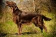 Orien Bonny Dux