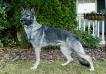 Run Clever Girl Von Clark
