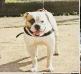 TROLL BR MOUNTAIN BULLDOG