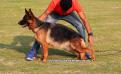 Deccan German Shepherds Akila