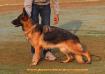 Deccan German Shepherds Sasi