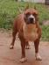 Amstaff Camarilha Tara Chambler MDL