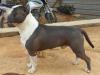  Amstaff Camarilha Asgard Jr MDL