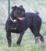 Bomberbulls Darkness