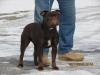  Nuyorican Bulldogges Double A