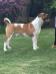 Pedigree American Bulldogs Australia Woodrow