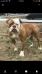 DownSouth Bulldogs Big Tank