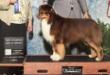 GCH, AKC Winners DOG Harmony Hill's Maine Squeeze