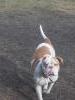 Cooper's Daisy of Copeland's American Bulldogs