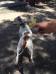 Pedigree American Bulldogs Australia Lola