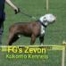  FG's Zevon