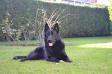 Black de Abrego