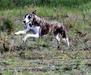 (French Whippet Club's) Sélectionné ONCE UPON A TIME de la Côte des Lutins