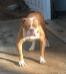 Down South Bulldogs Tunchie