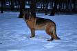  Romana Gven Bleid