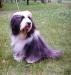 DOUBLE SCOTCH BLUE FILMSTAR