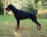 BALT, EST, LVA, LTU CH; BALT, EST, LVA, LTU J CH Stay In Style Pascale