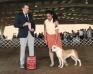 AKC CH Lelani's Everything Nice
