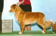 SHR GCH CH NSDTR-CH Manitou's Cristal Rose