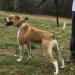 Jam Up Bulldogs’ Buster Brown