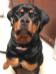 Cairo from Pantheon Rottweilers