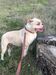 Dorian’s bulldogs MAGA of Fuerza AB