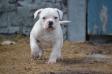 QTFB / Masterbully's Bad Heart Bull aka Lakota