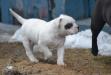 Bingham/ Masterbully's Miss Murder aka Redrum