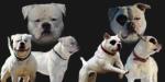 Masterbully's Chaos x Pixie #1