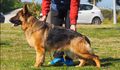  Ares de trull kennel