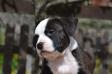 Amarok Intrepid Staff